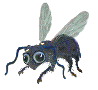 Fly ressurection street magic trick fly picture.