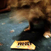 Dog sniffing a candy packet.