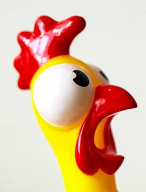 Startled looking chicken.