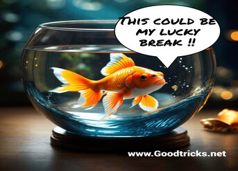 Goldfish in a bowl admiring a memory magic trick.