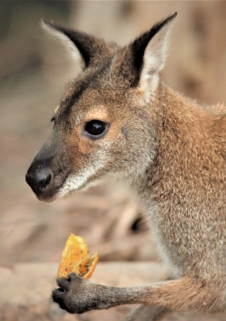 Kangaroo eating an orange for the Orange Kangaroo prediction trick
