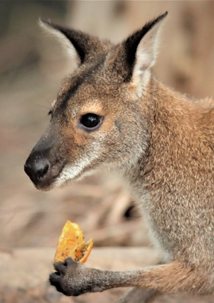 Image of kangaroo eating an orange.