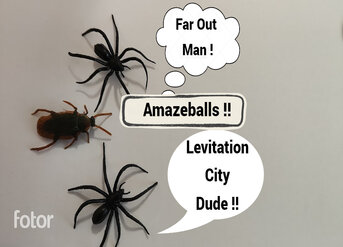 Cockroach and spider complimenting a levitation trick.