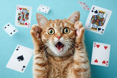 Surprised cat watching magic